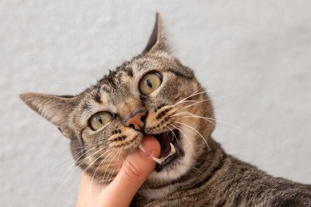 Причины опухания руки после укуса кота и когда нужно обращаться к врачу