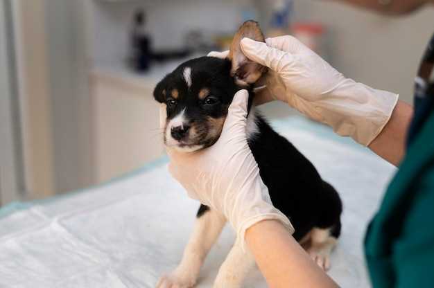 Причины возникновения катаракты у собак и кто подвержен этому заболеванию