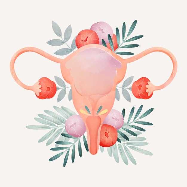 Структура питательного слоя матки у женщин